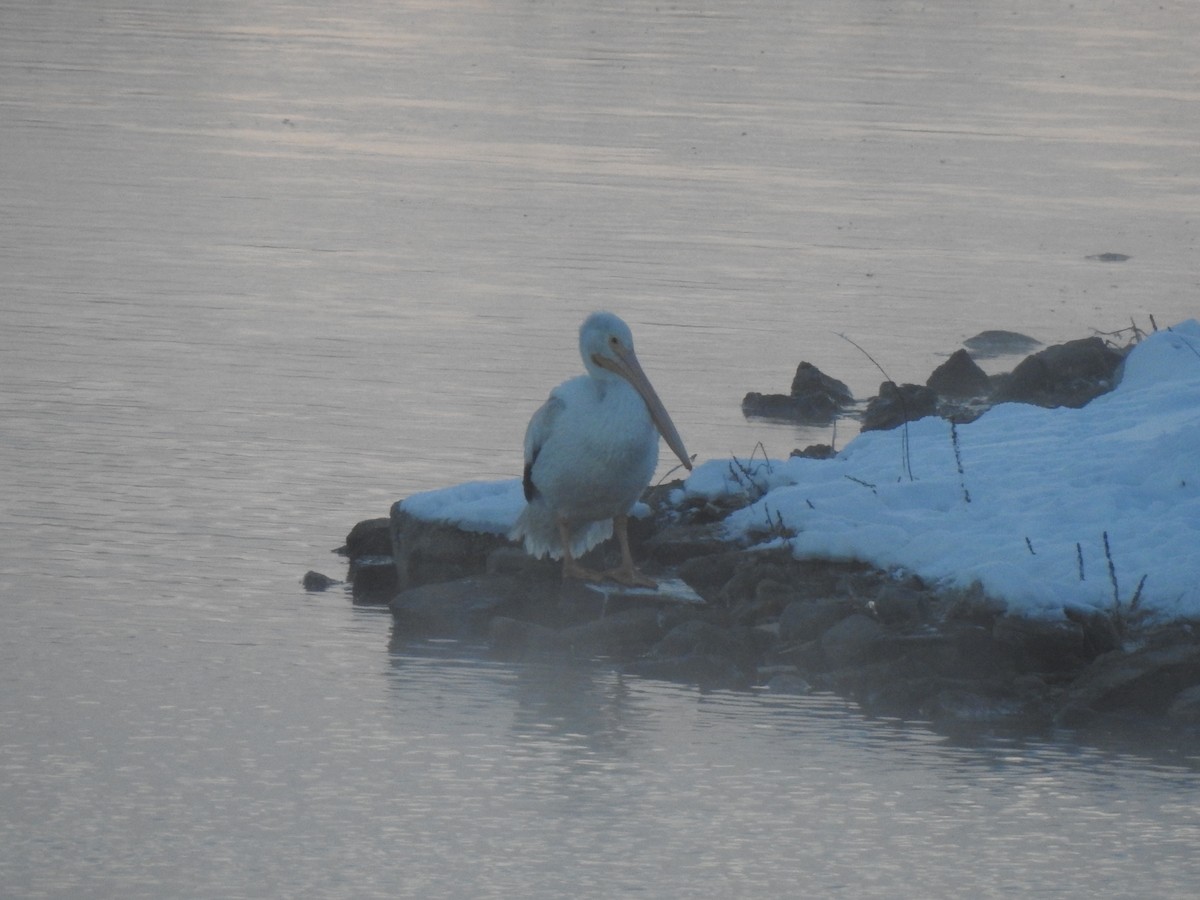 Amerika Pelikanı - ML646210402