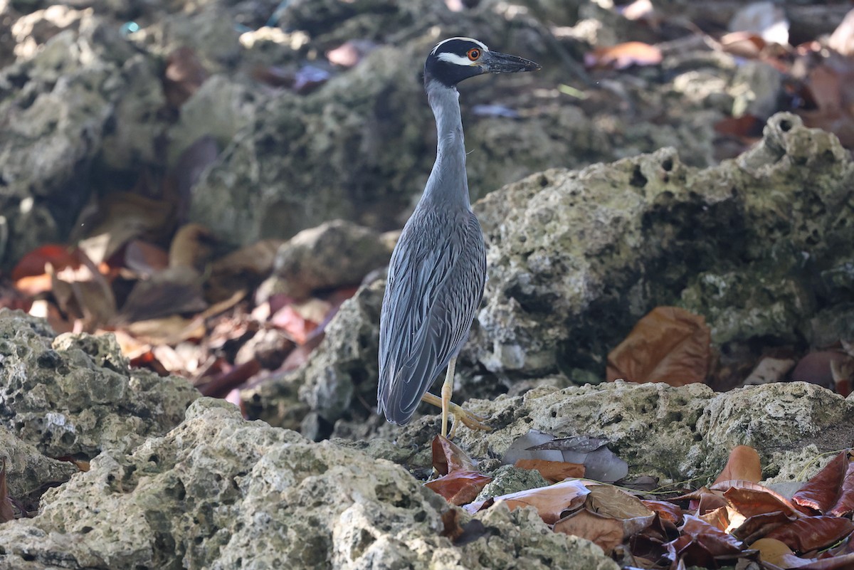 gulkronehegre - ML646210404