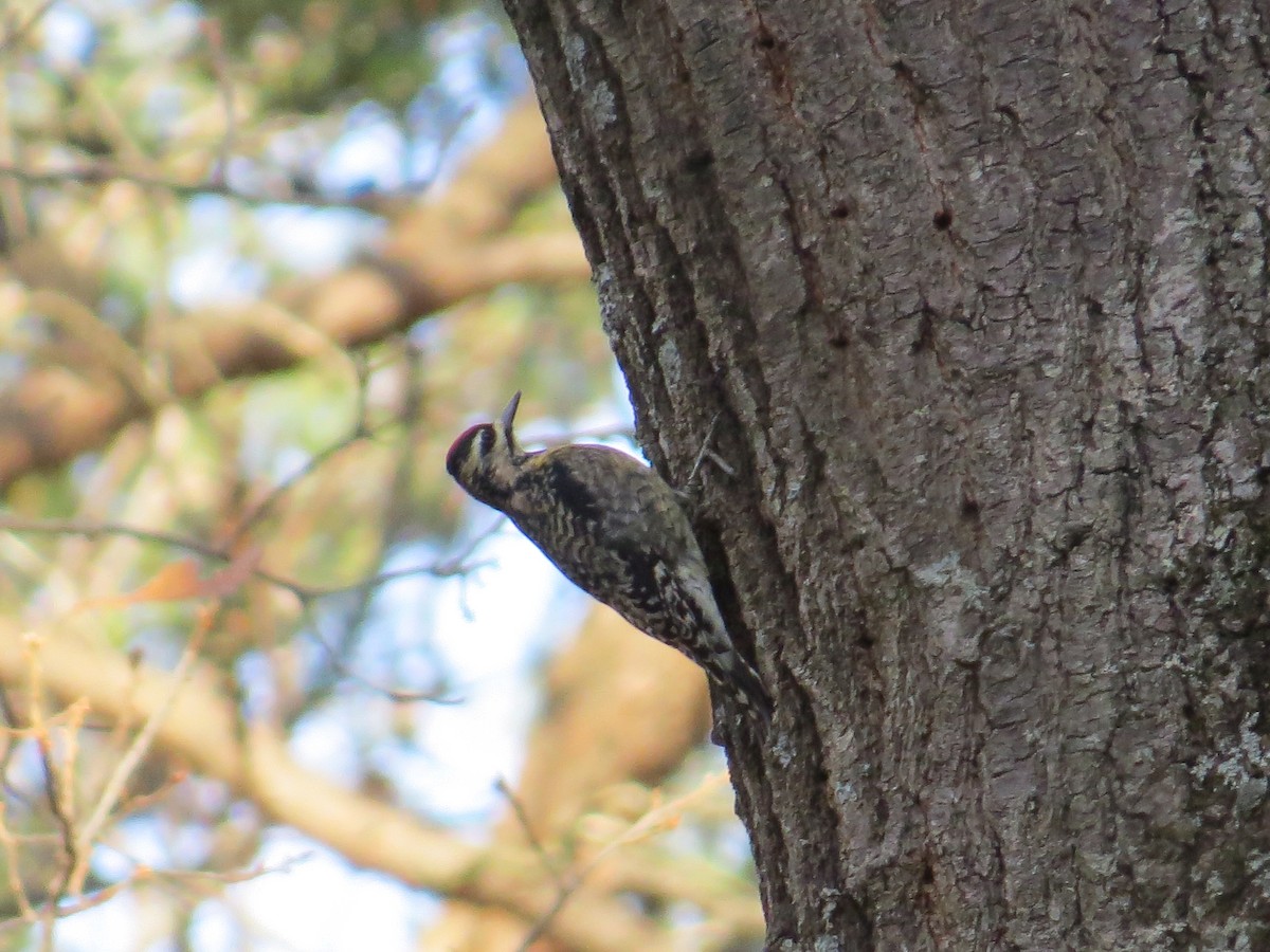 Yellow-bellied Sapsucker - ML646210405