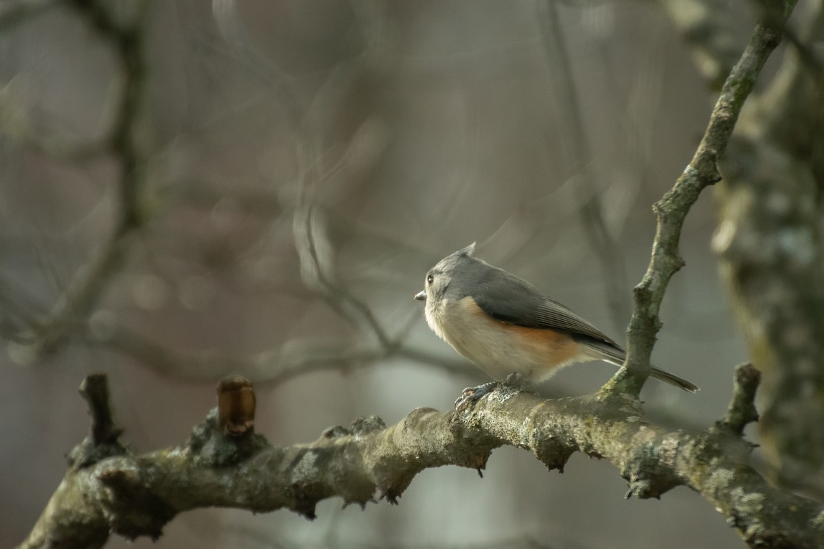 エボシガラ - ML646210411
