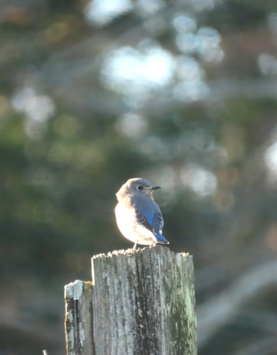 Блакитник східний - ML646210412