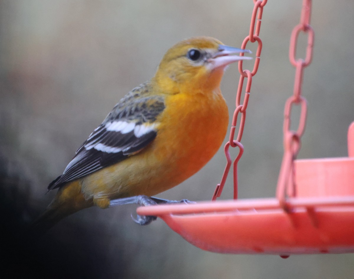 Балтиморский трупиал - ML646210415