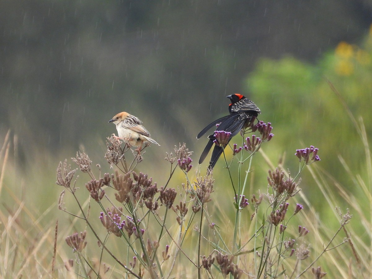 Red-cowled Widowbird - ML646210416