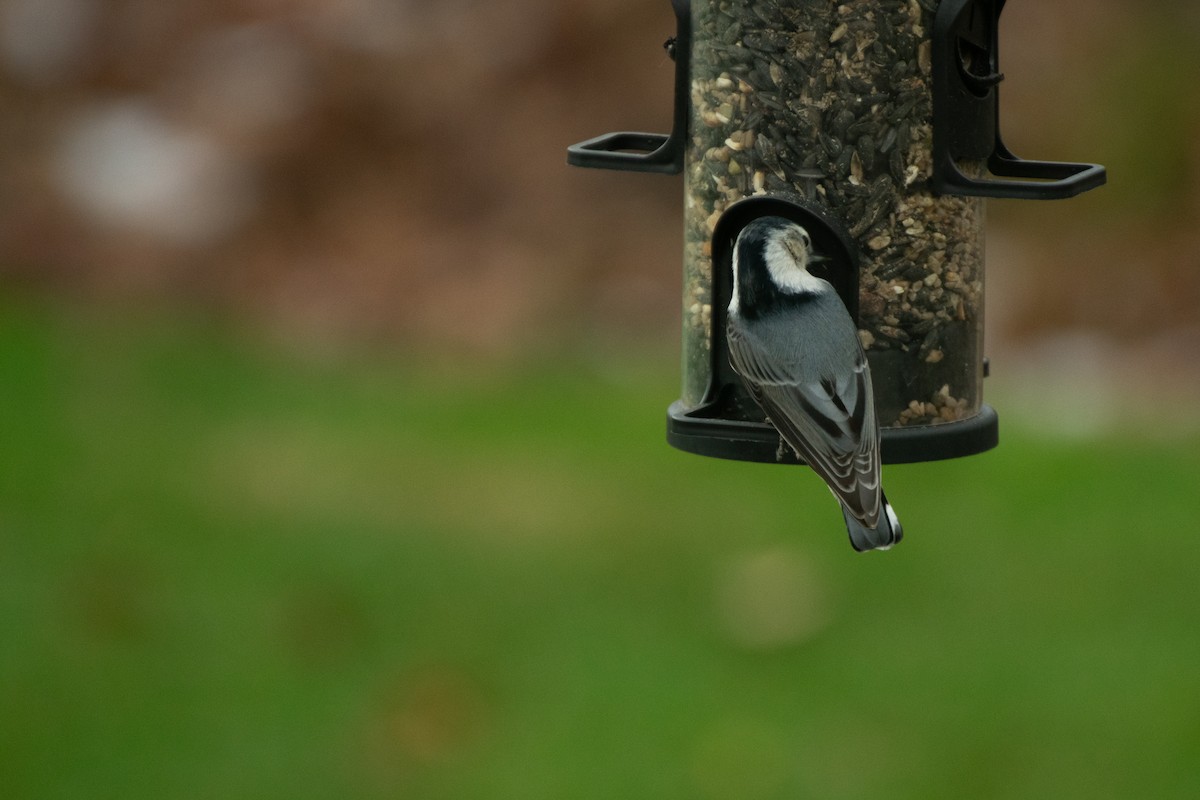 Sittelle à poitrine blanche - ML646210417