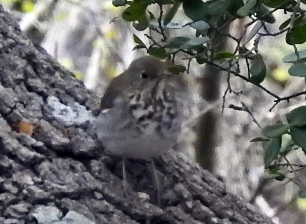 Дрізд-короткодзьоб плямистоволий - ML646210426