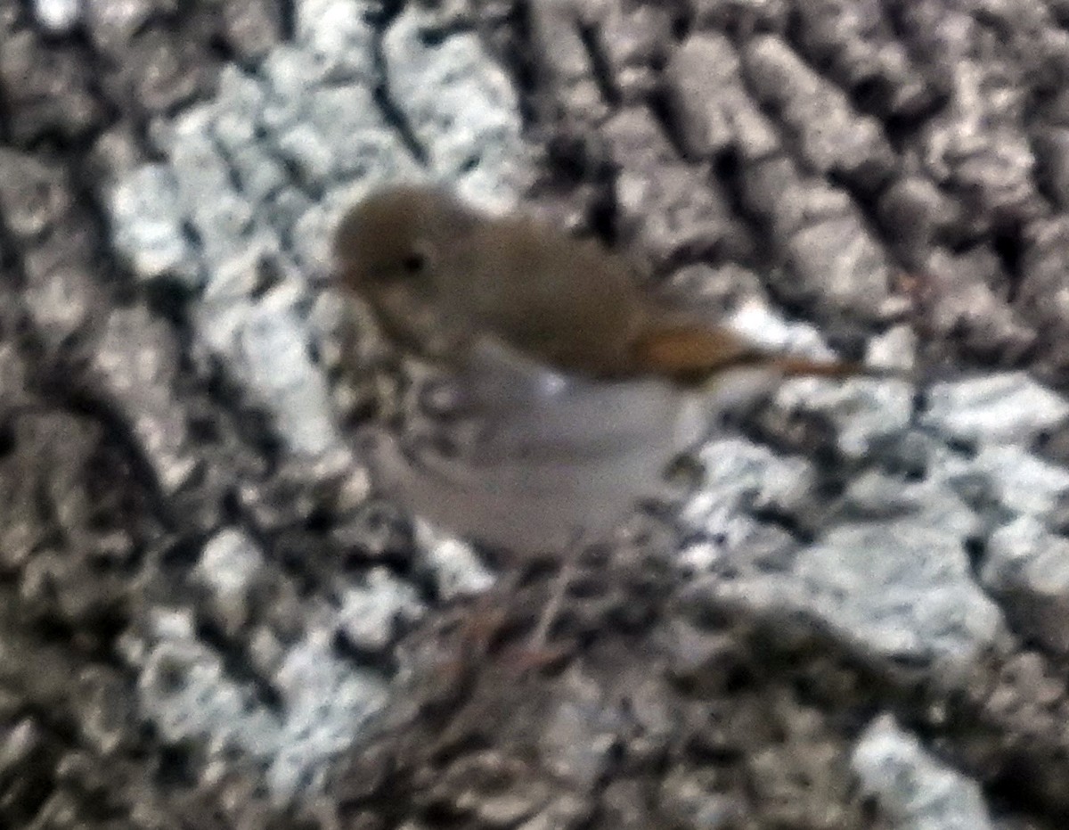 Дрізд-короткодзьоб плямистоволий - ML646210427