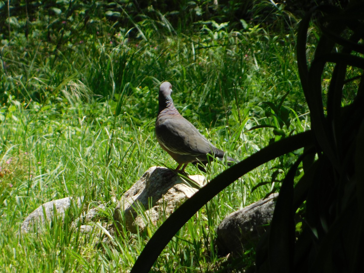 Pikazuro Güvercini - ML646210428