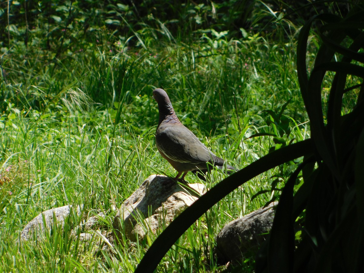 Pikazuro Güvercini - ML646210430