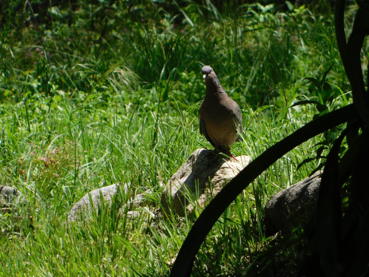 Pikazuro Güvercini - ML646210431