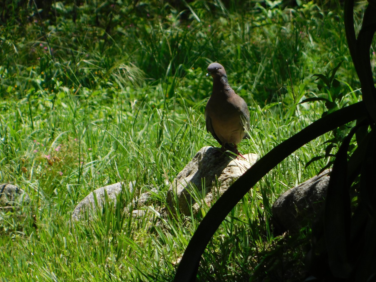 Pikazuro Güvercini - ML646210433