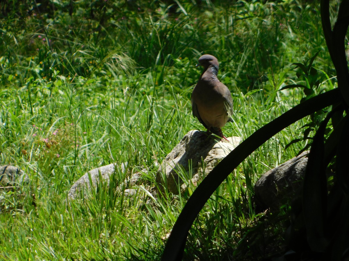 Pikazuro Güvercini - ML646210434