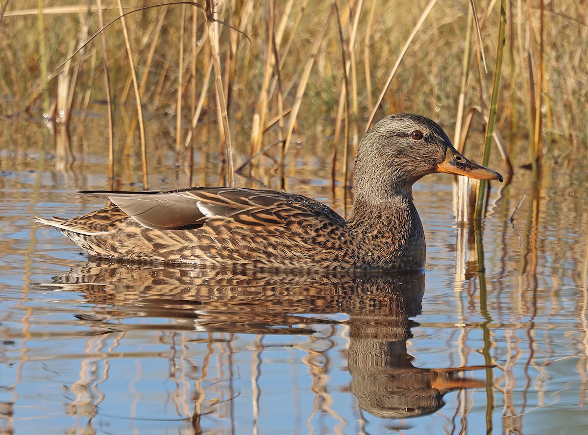 Mallard - ML646210436