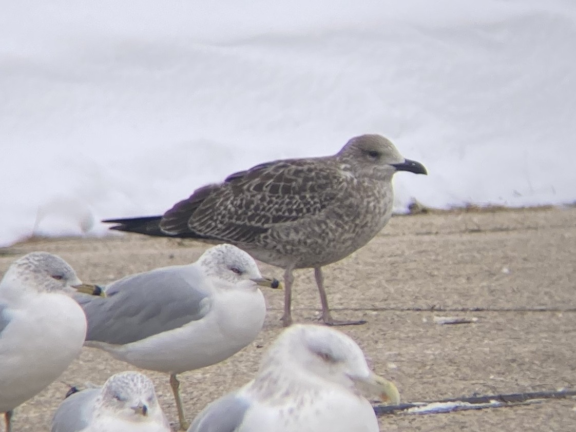 Kaio iluna - ML646210440