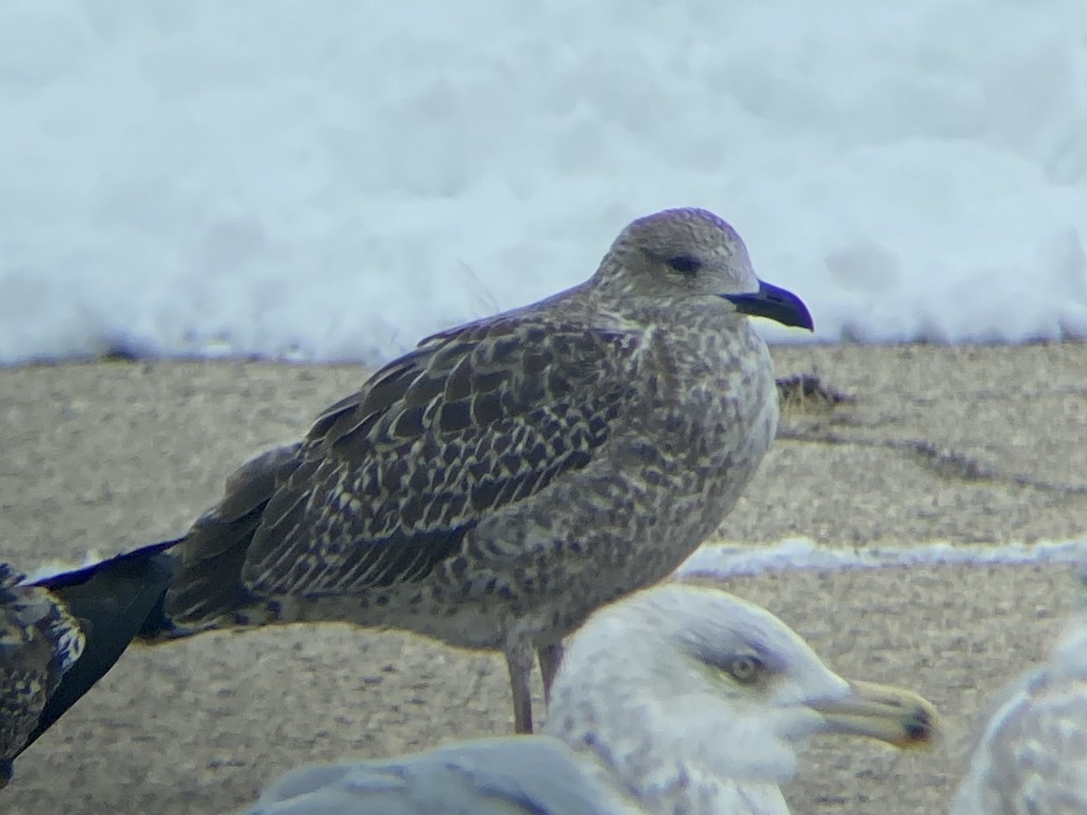 Kaio iluna - ML646210441