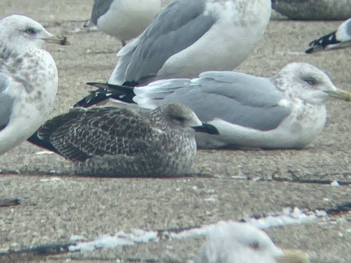 Kaio iluna - ML646210442