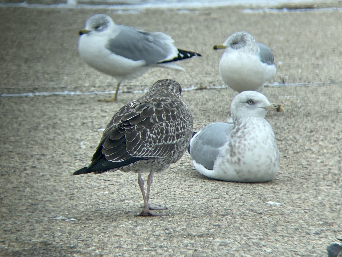 Kaio iluna - ML646210444