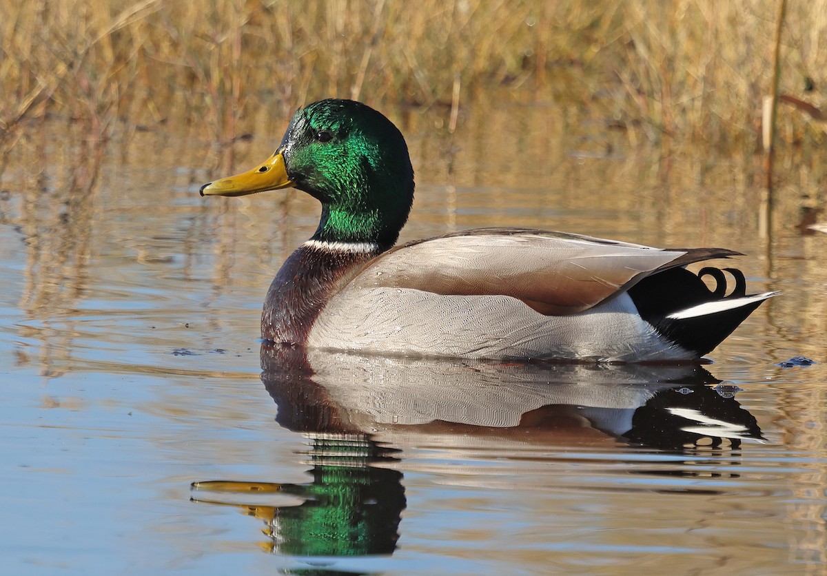 Mallard - ML646210446