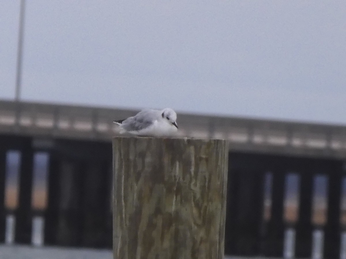 Bonaparte's Gull - ML646210449