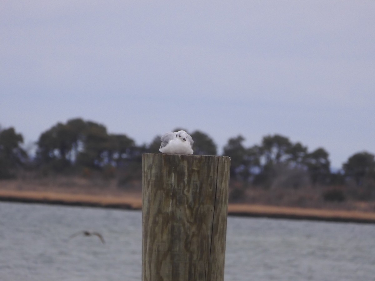 Bonaparte's Gull - ML646210450