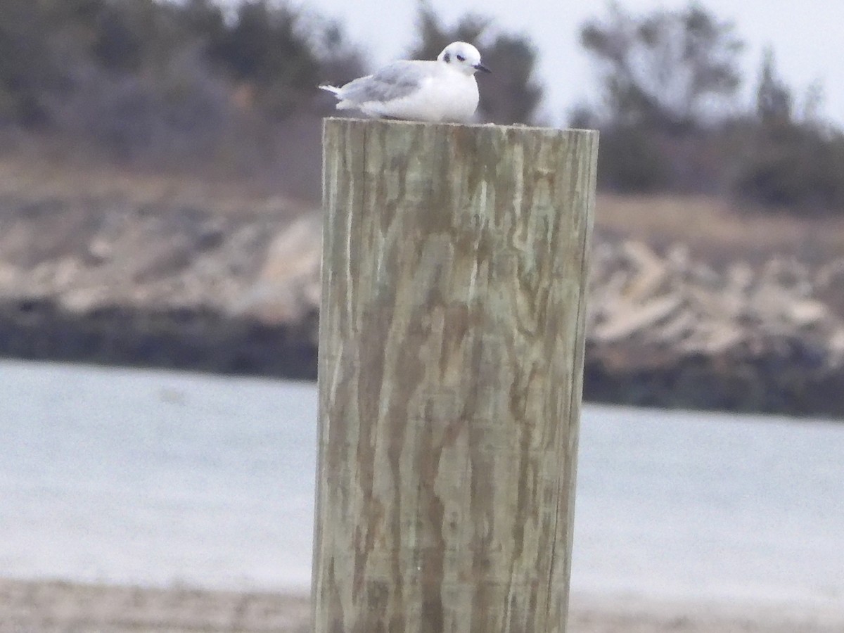 Bonaparte's Gull - ML646210451