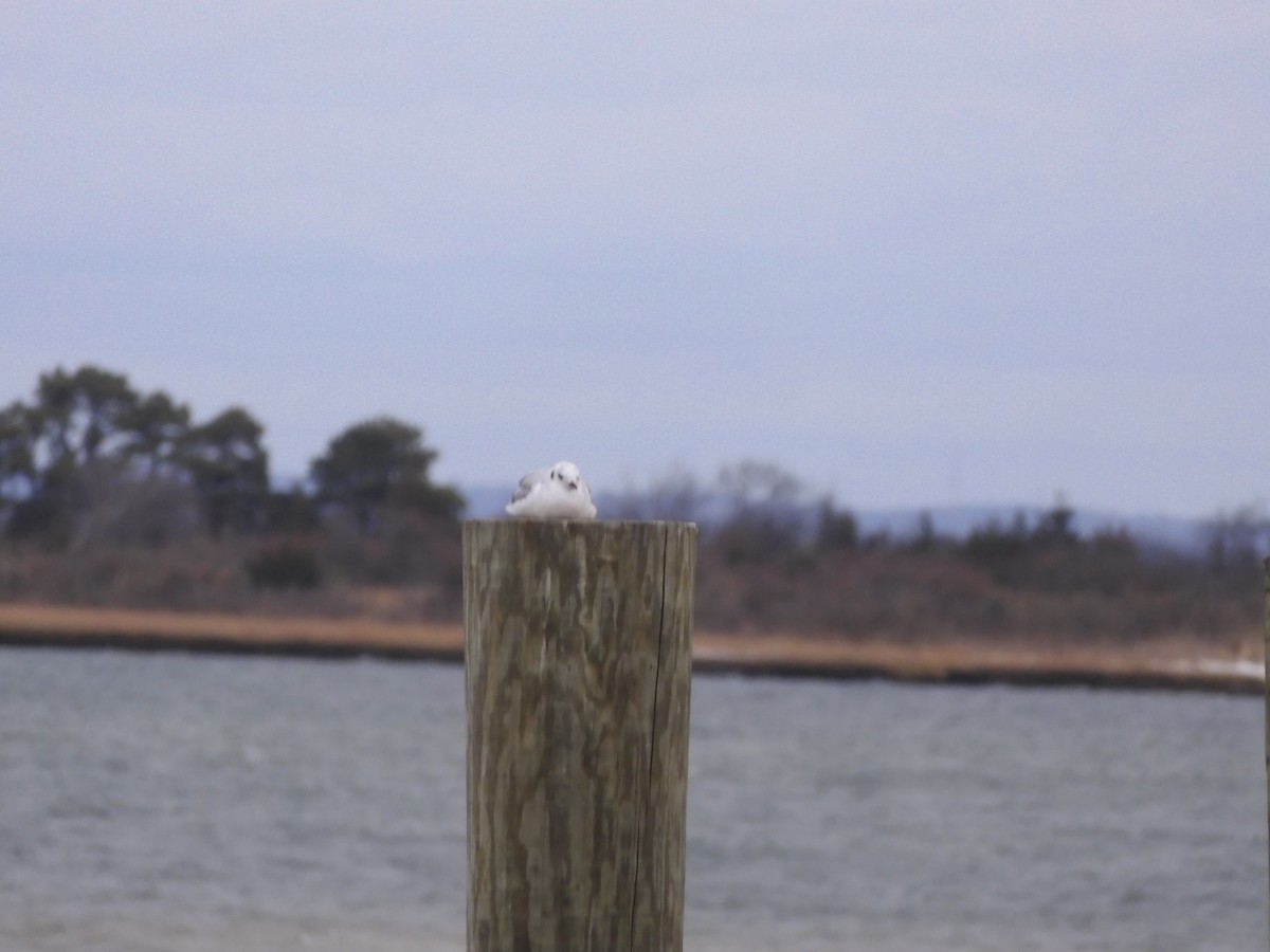 Bonaparte's Gull - ML646210453
