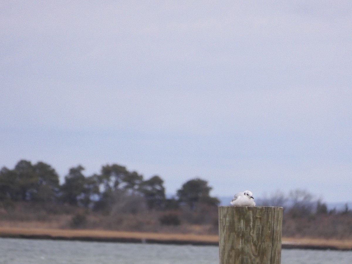Bonaparte's Gull - ML646210454