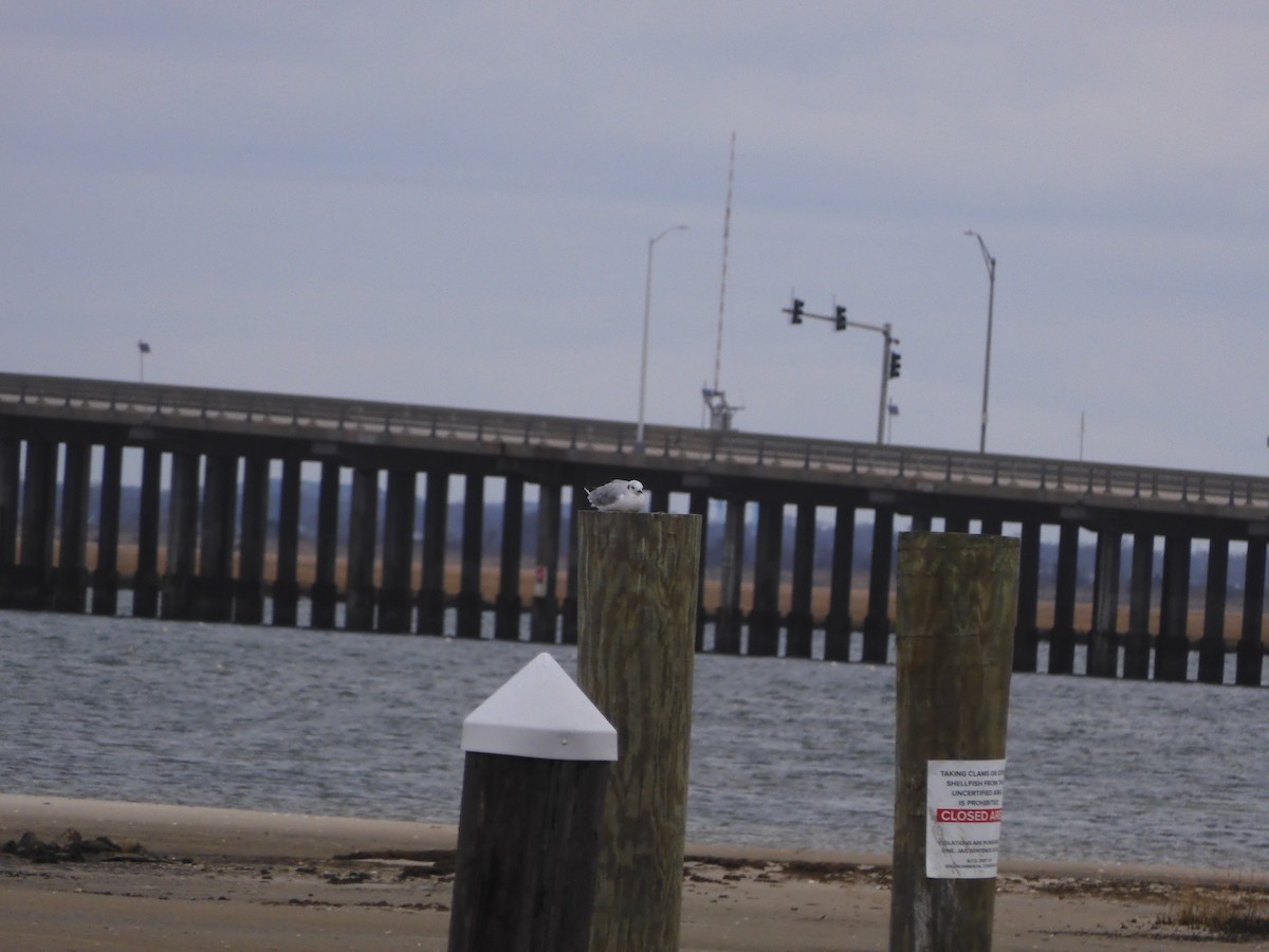 Bonaparte's Gull - ML646210455