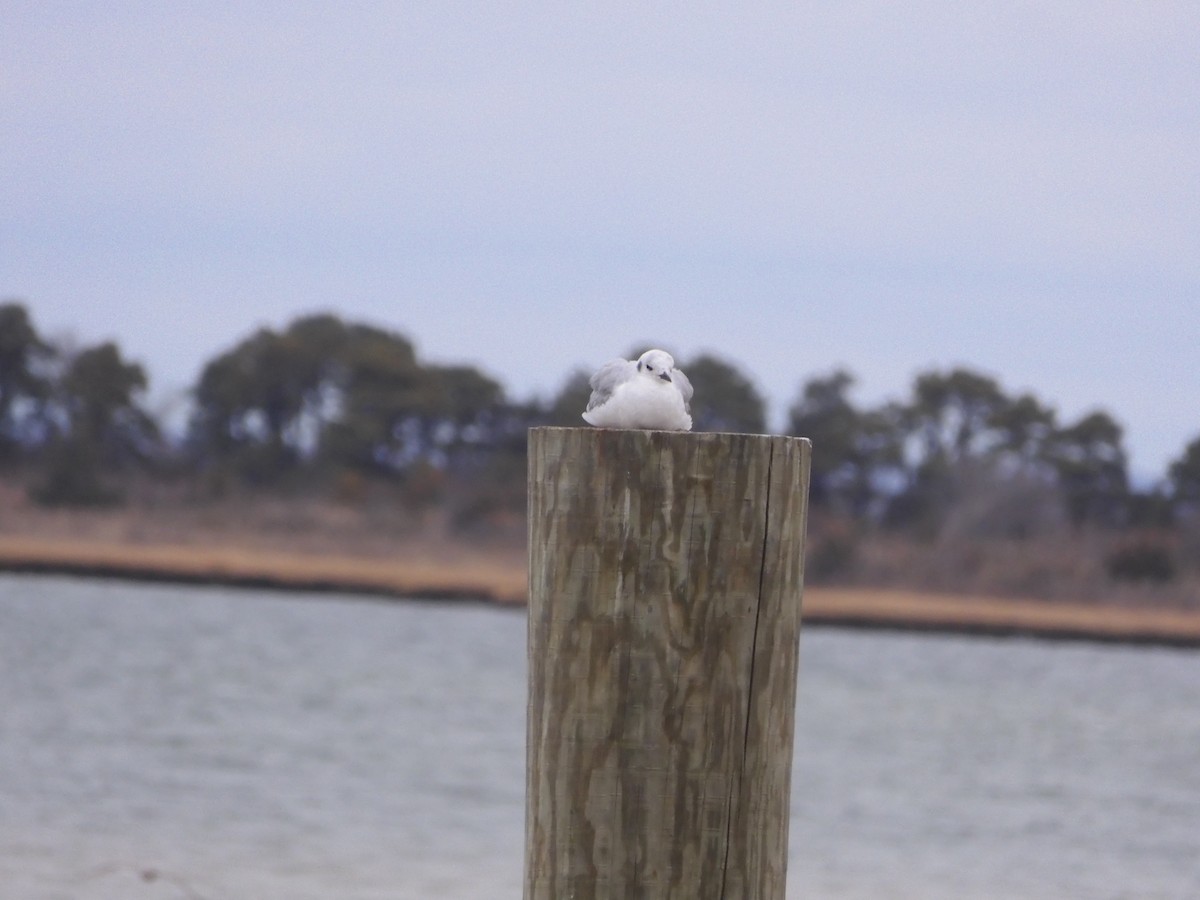 Bonaparte's Gull - ML646210456