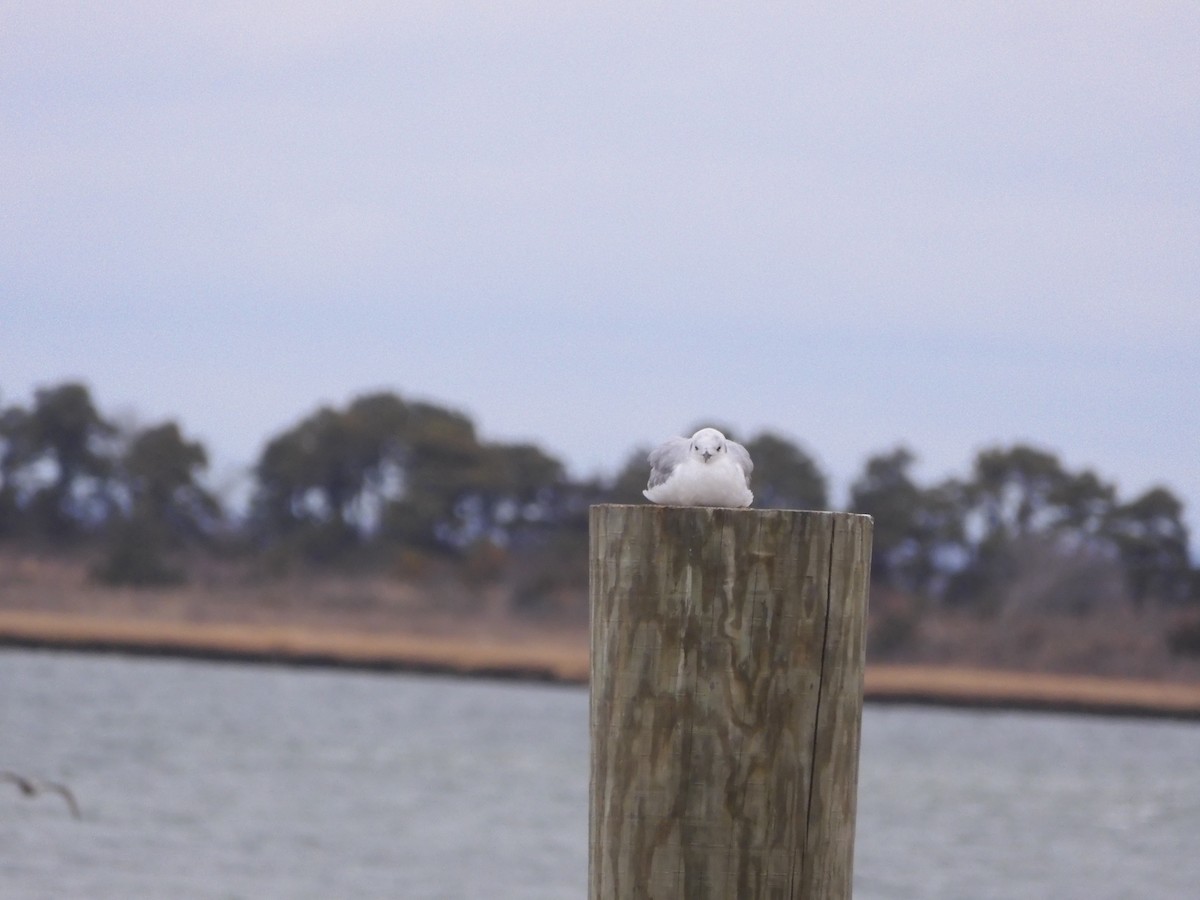 Bonaparte's Gull - ML646210457