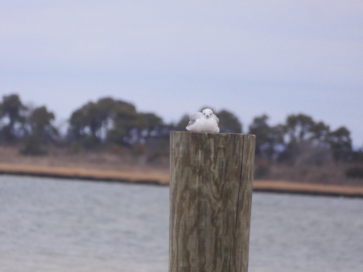 Bonaparte's Gull - ML646210458