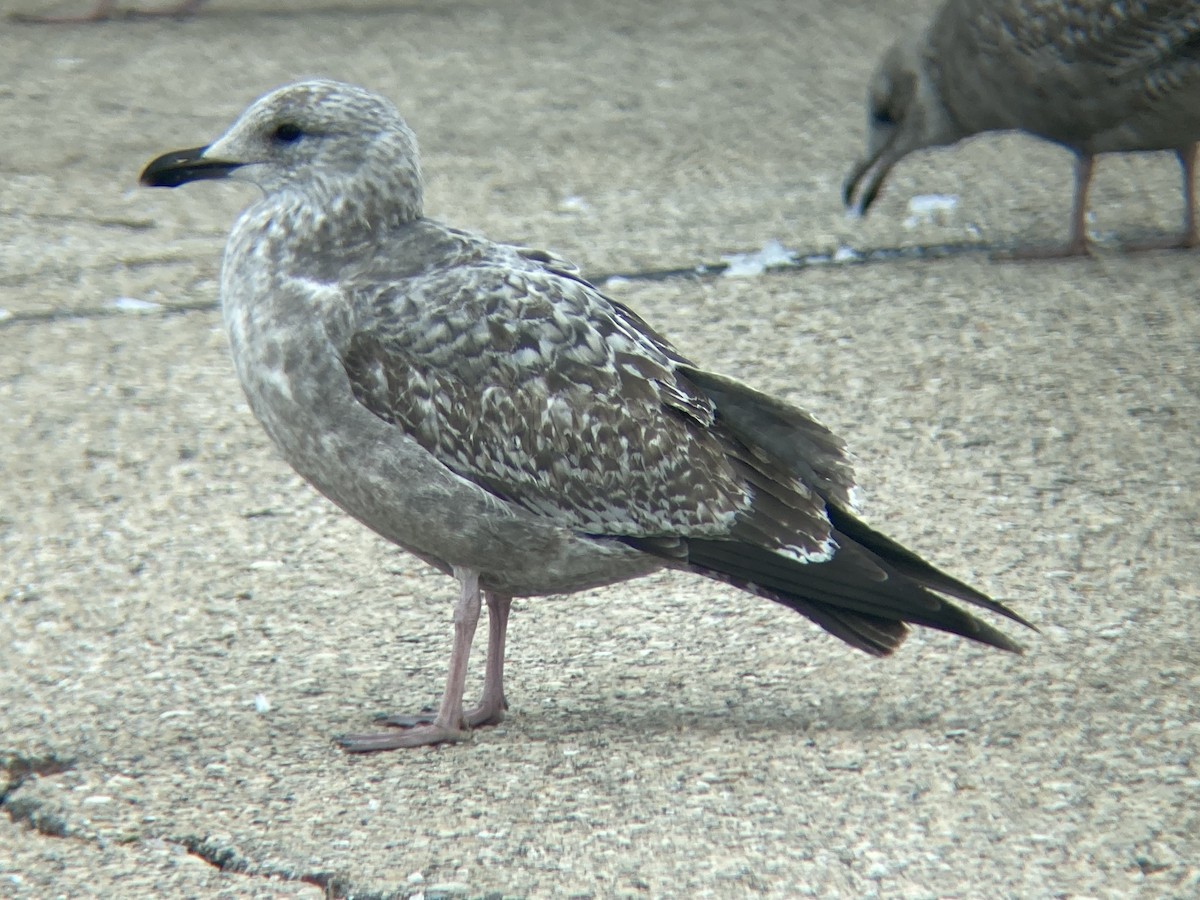American Herring Gull - ML646210460