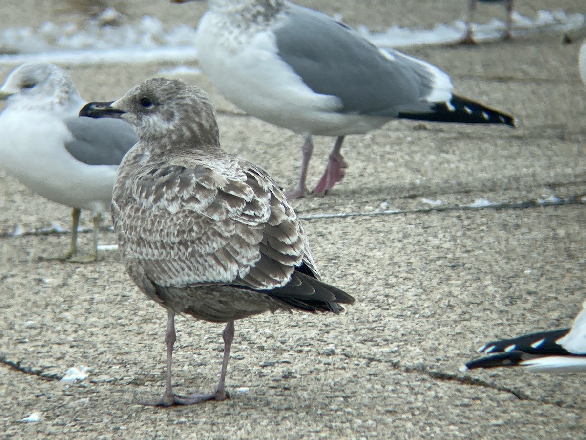 American Herring Gull - ML646210461