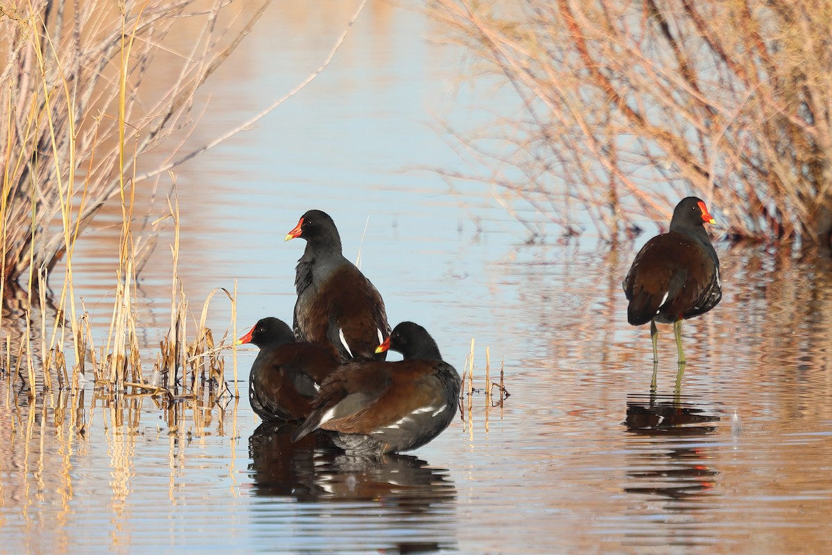 slípka americká - ML646210464