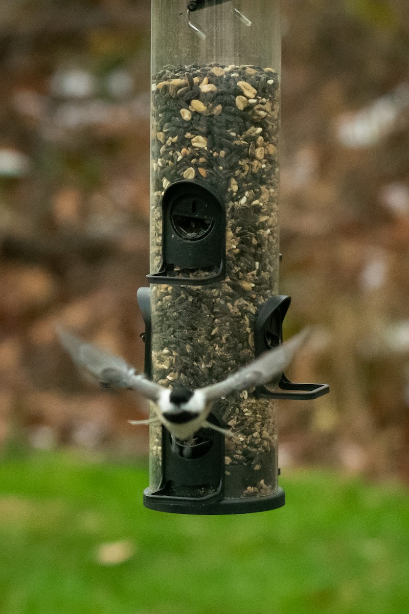 アメリカコガラ - ML646210465