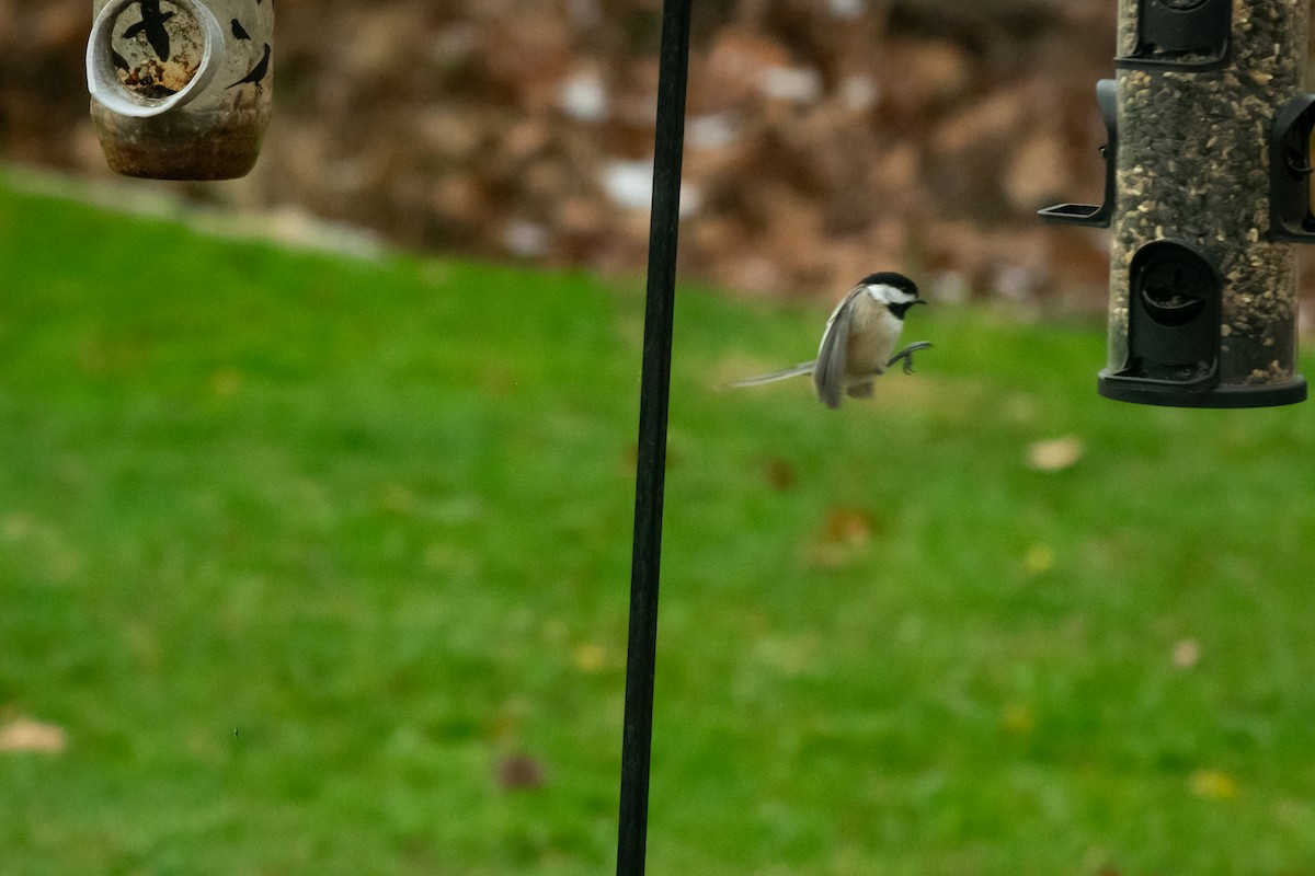 アメリカコガラ - ML646210466