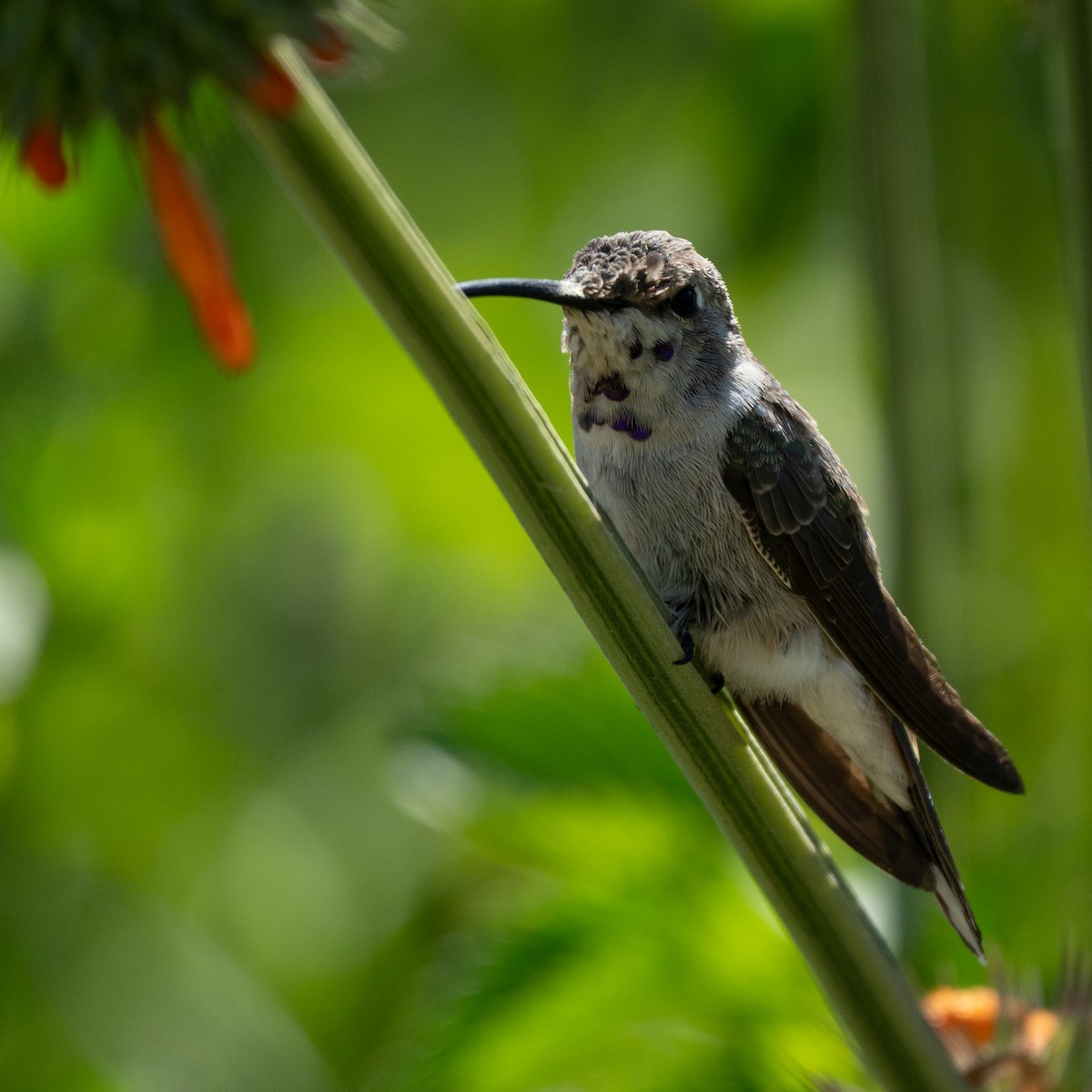 Oasis Hummingbird - ML646210476