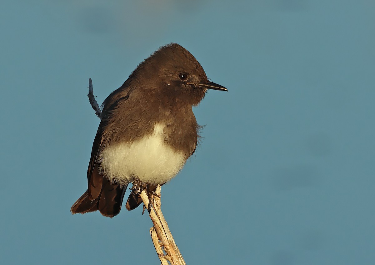 Black Phoebe - ML646210478
