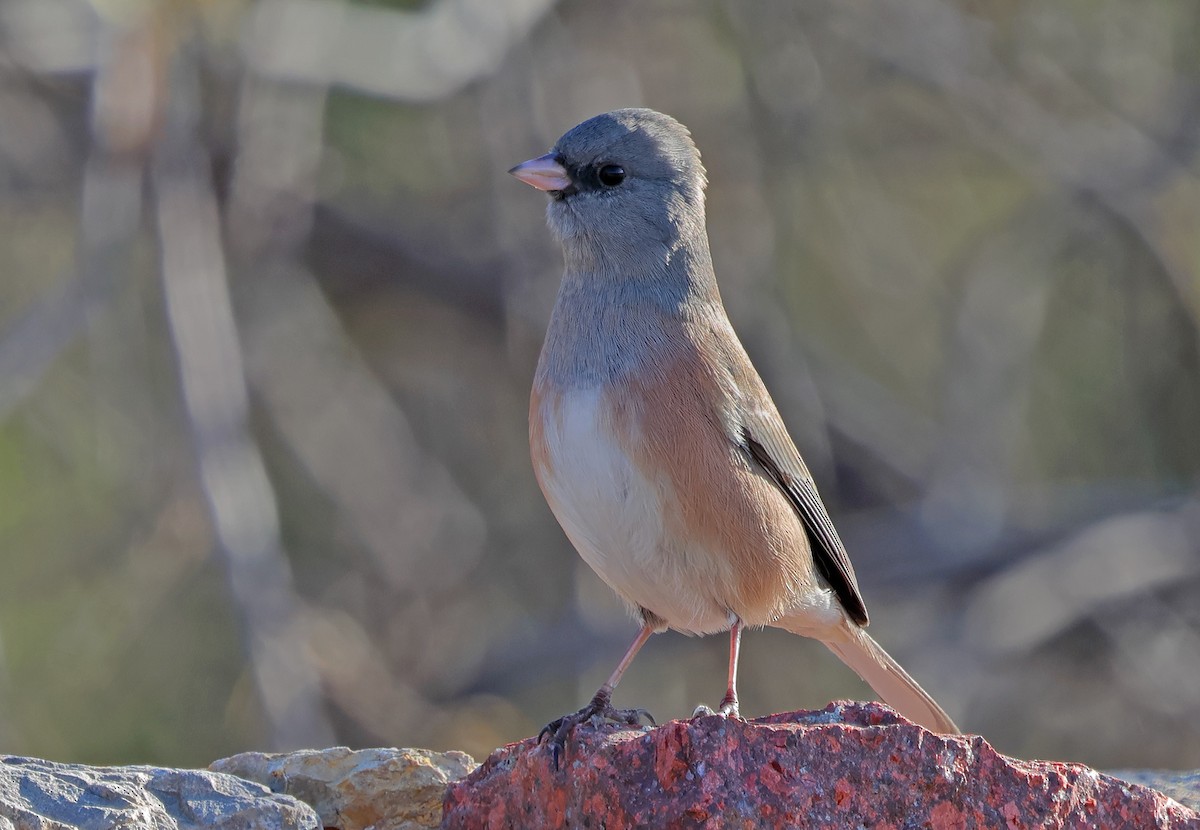 Dark-eyed Junco - ML646210485