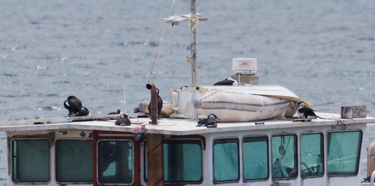 Black-faced Cormorant - ML646210491