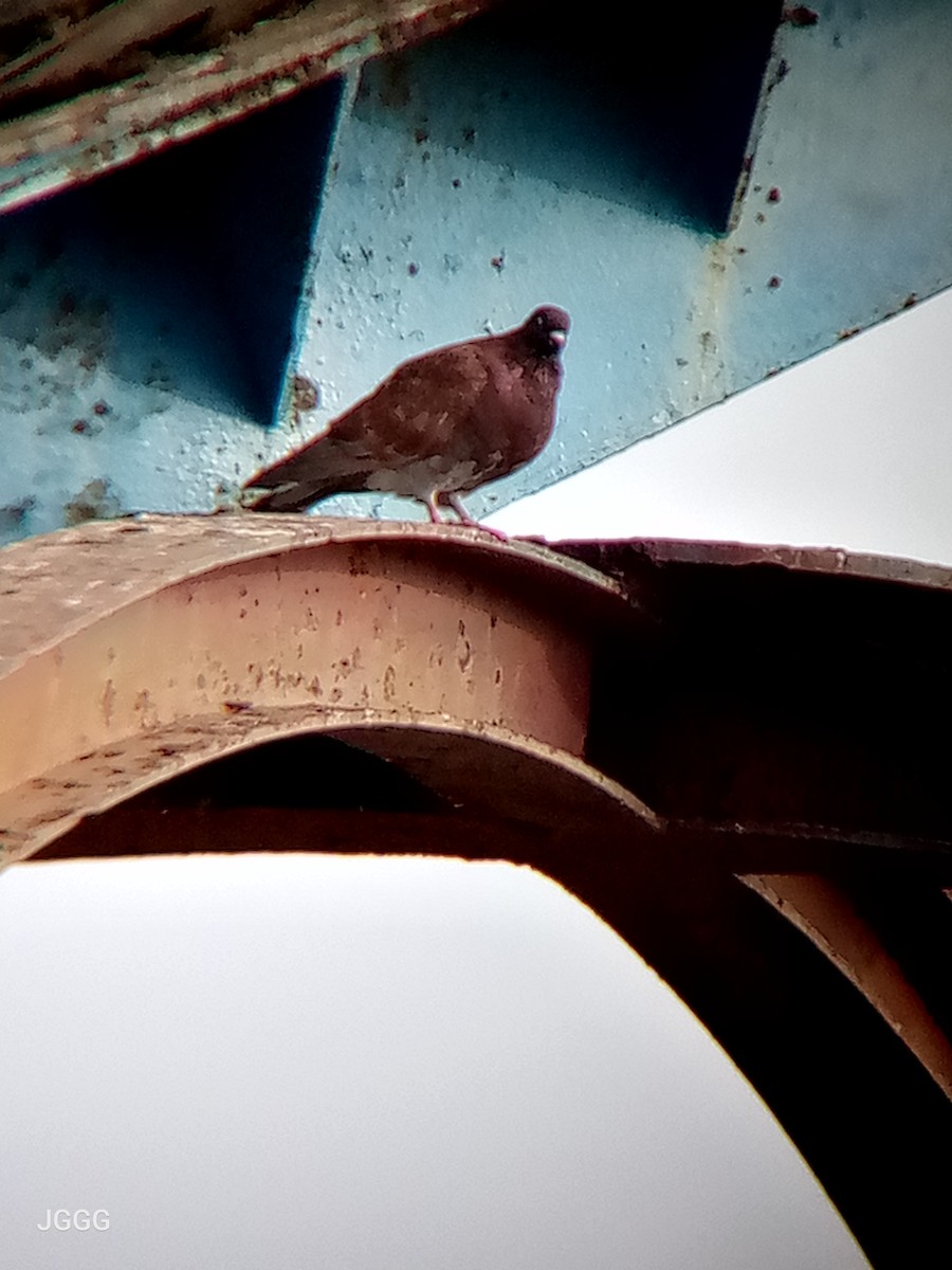 Rock Pigeon (Feral Pigeon) - ML646210492