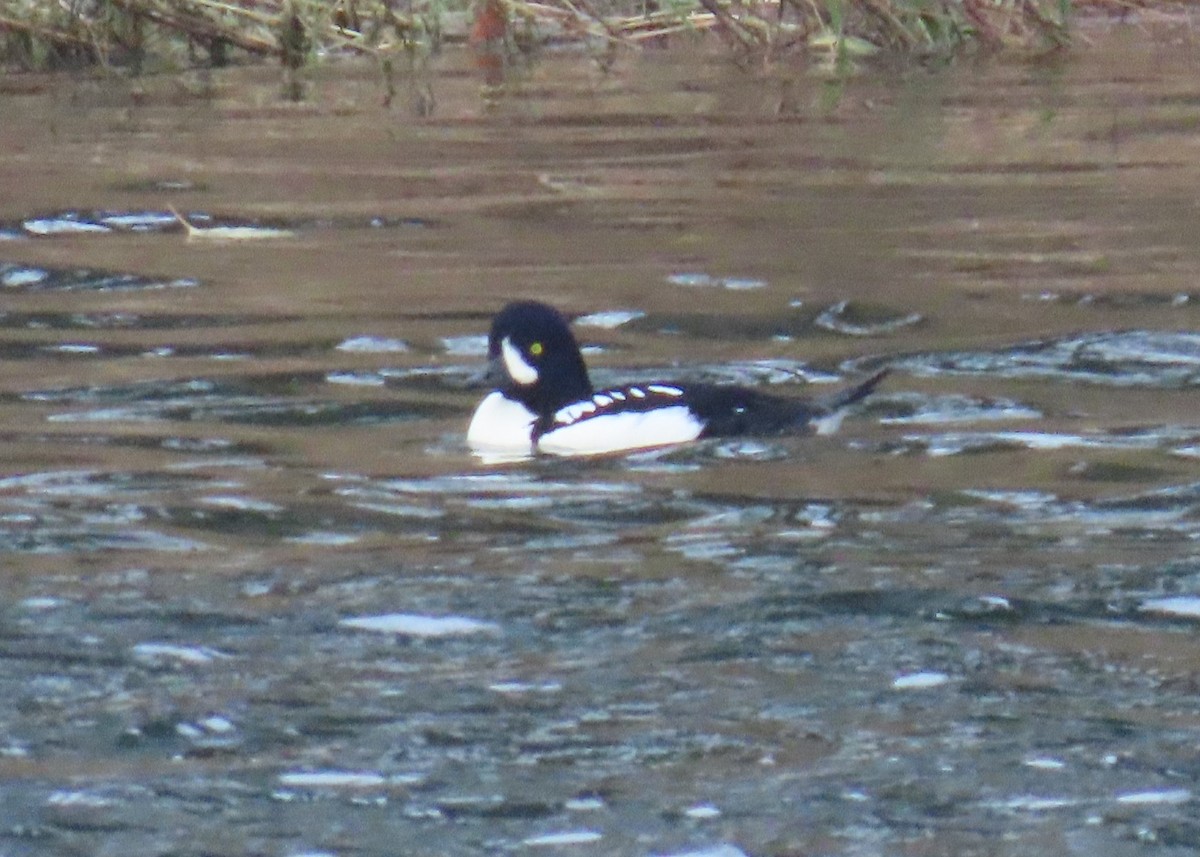 Murgilari islandiarra - ML646210494