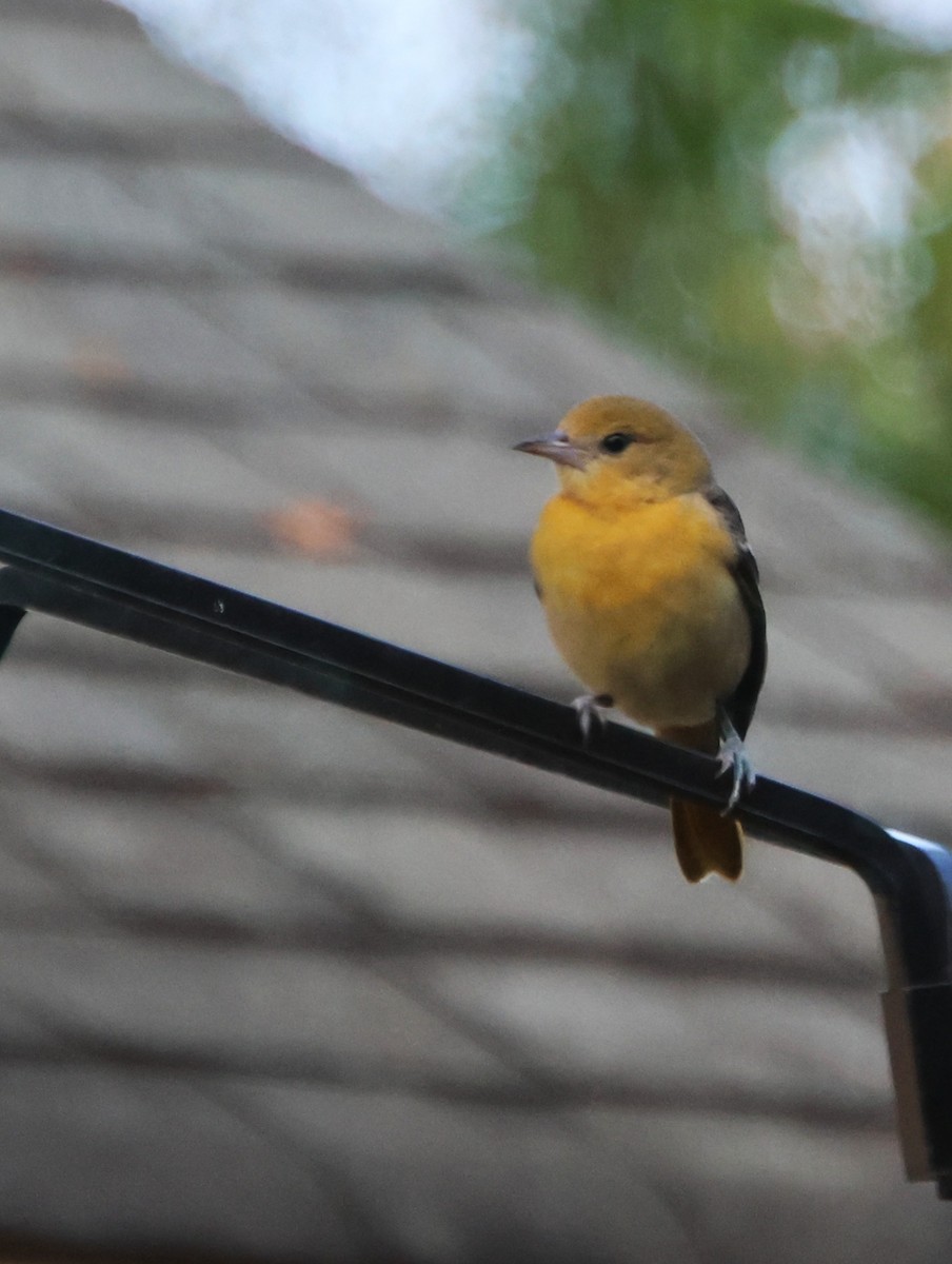 Балтиморский трупиал - ML646210495