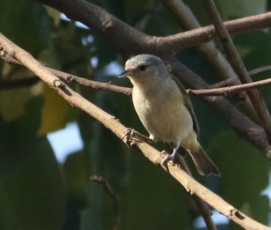 Chestnut-vented Conebill - ML646210499