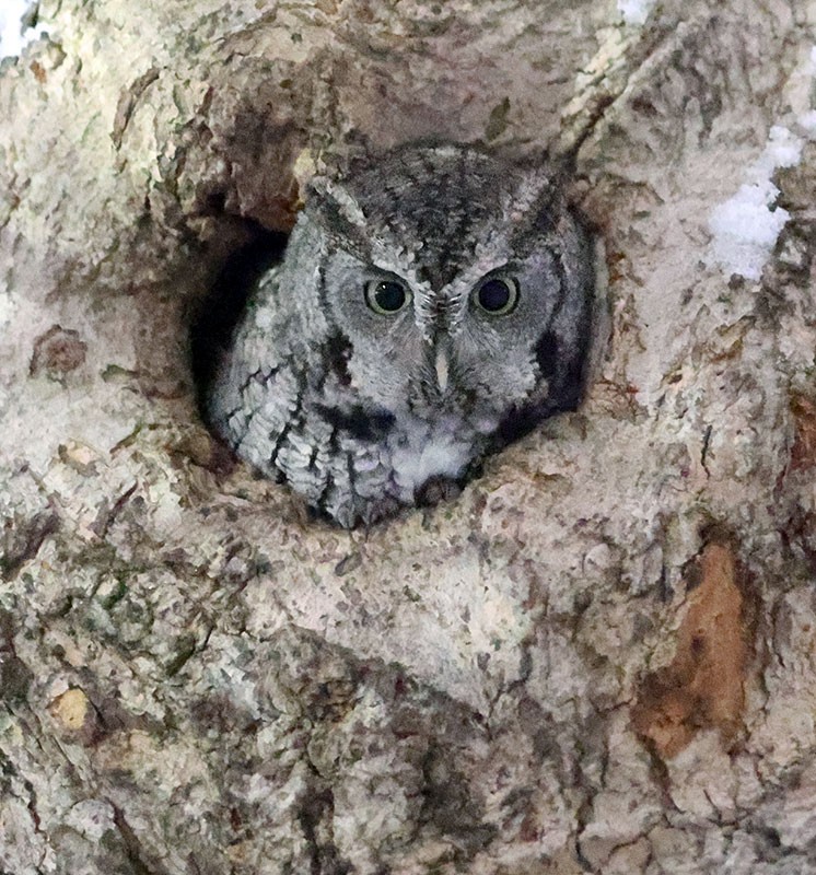 Eastern Screech-Owl - ML646210503