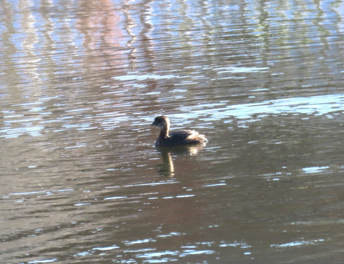 Pied-billed Grebe - ML646210508