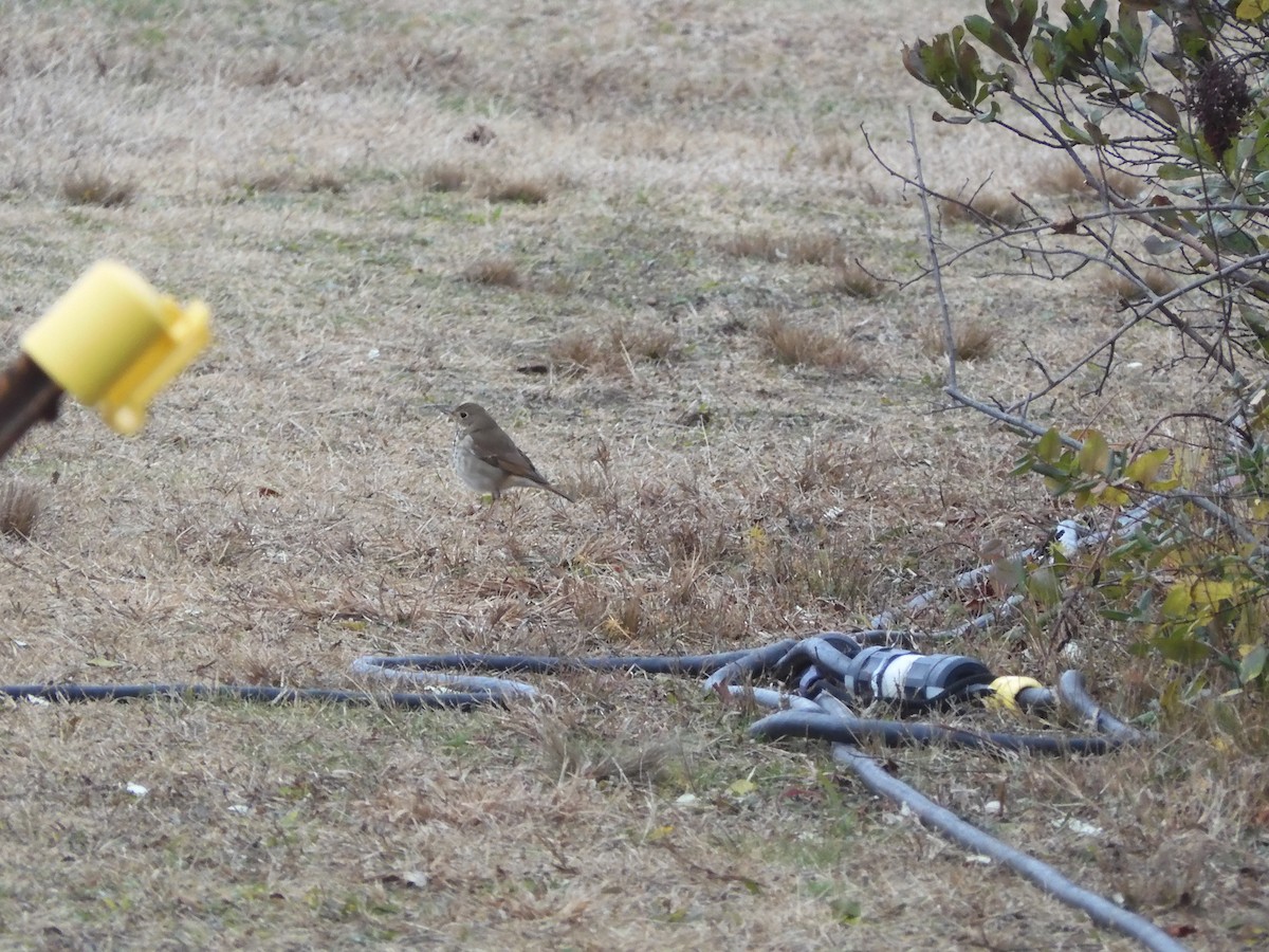 Дрізд-короткодзьоб плямистоволий - ML646210511