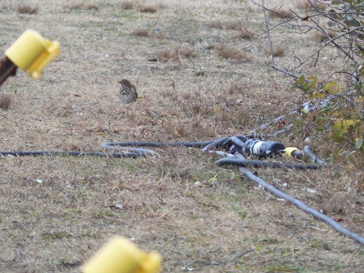 Дрізд-короткодзьоб плямистоволий - ML646210512