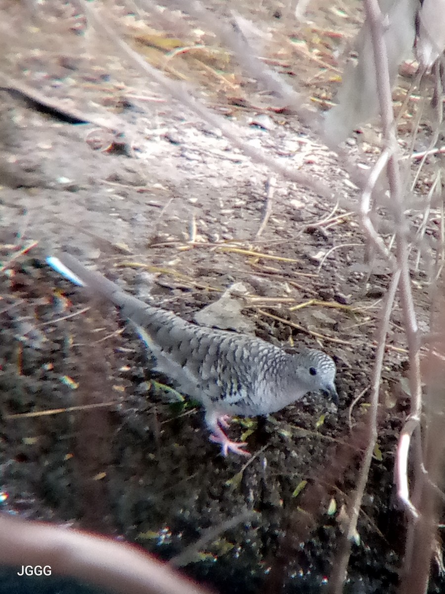 Scaled Dove - ML646210515