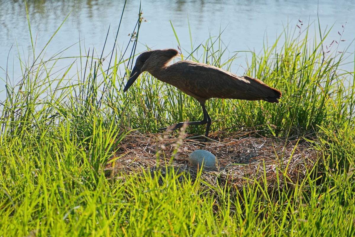 Hamerkop - ML646210526
