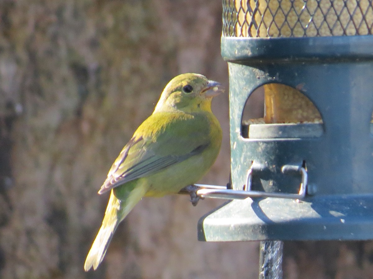 Painted Bunting - ML646210529